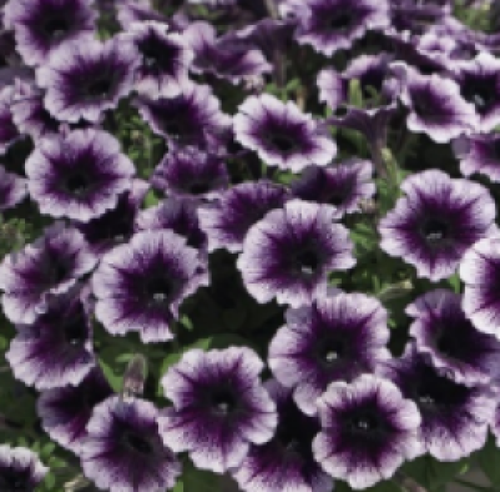 Famous Violet Dark eye 2_300x3007